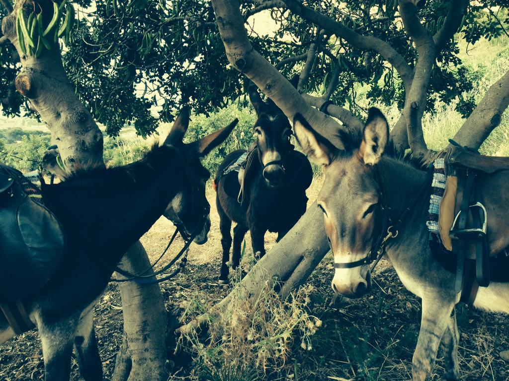 Azienda Agrituristica Tenuta Pizzolungo Erice Εξωτερικό φωτογραφία