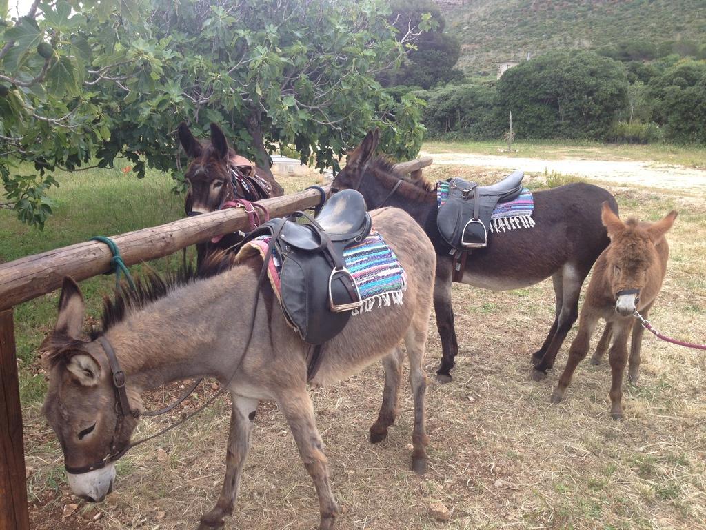 Azienda Agrituristica Tenuta Pizzolungo Erice Εξωτερικό φωτογραφία